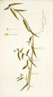 Commelina longicaulis - Nikolaus Joseph Freiherr von Jacquin — näkymä teoksesta