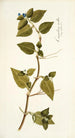 Commelina mollis - Nikolaus Joseph Freiherr von Jacquin — näkymä teoksesta