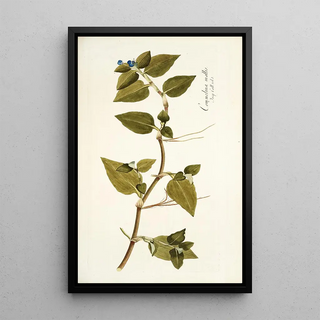 Nikolaus Joseph Freiherr von Jacquin - Commelina mollis.webp