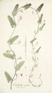 Convolvulus crenatus - Nikolaus Joseph Freiherr von Jacquin — näkymä teoksesta