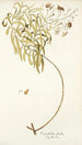Convolvulus floridus - Nikolaus Joseph Freiherr von Jacquin — näkymä teoksesta