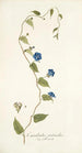 Convolvulus pentanthus - Nikolaus Joseph Freiherr von Jacquin — näkymä teoksesta