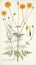Coreopsis artemisiaefolia - Nikolaus Joseph Freiherr von Jacquin — näkymä teoksesta