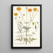 Coreopsis artemisiaefolia - Nikolaus Joseph Freiherr von Jacquin — kehystetty taideteos seinällä