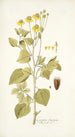 Coreopsis limensis - Nikolaus Joseph Freiherr von Jacquin — näkymä teoksesta