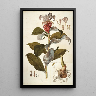 Nikolaus Joseph Freiherr von Jacquin - Costus Arabicus.webp