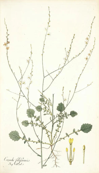 Nikolaus Joseph Freiherr von Jacquin - Crambe filiformis.webp