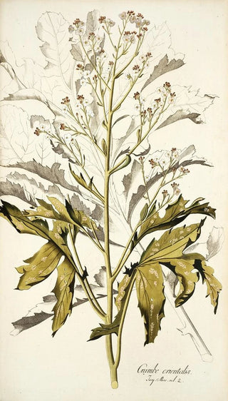 Nikolaus Joseph Freiherr von Jacquin - Crambe orientalis.webp