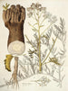 Crambe tartaria - Nikolaus Joseph Freiherr von Jacquin — näkymä teoksesta