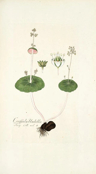 Nikolaus Joseph Freiherr von Jacquin - Crassula umbella.webp