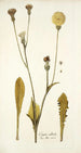 Crepis albida - Nikolaus Joseph Freiherr von Jacquin — näkymä teoksesta