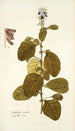 Crotalaria coerulea - Nikolaus Joseph Freiherr von Jacquin — näkymä teoksesta