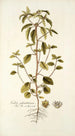 Croton glandulosum - Nikolaus Joseph Freiherr von Jacquin — näkymä teoksesta