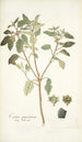 Croton punctatum - Nikolaus Joseph Freiherr von Jacquin — näkymä teoksesta
