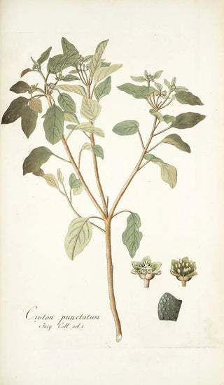 Nikolaus Joseph Freiherr von Jacquin - Croton punctatum.webp