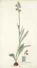Cyanella orchidiformis - Nikolaus Joseph Freiherr von Jacquin — näkymä teoksesta