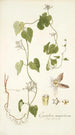Cynanchum monspeliacum - Nikolaus Joseph Freiherr von Jacquin — näkymä teoksesta