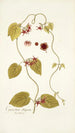 Cynanchum obliquum - Nikolaus Joseph Freiherr von Jacquin — näkymä teoksesta
