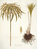 Cyperus alternifolius - Nikolaus Joseph Freiherr von Jacquin — näkymä teoksesta