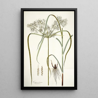 Nikolaus Joseph Freiherr von Jacquin - Cyperus distans.webp