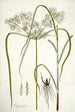 Cyperus distans - Nikolaus Joseph Freiherr von Jacquin — näkymä teoksesta