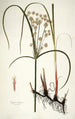 Cyperus longus - Nikolaus Joseph Freiherr von Jacquin — näkymä teoksesta
