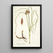 Cyperus tenuiflorus - Nikolaus Joseph Freiherr von Jacquin — kehystetty taideteos seinällä