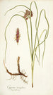 Cyperus tenuiflorus - Nikolaus Joseph Freiherr von Jacquin — näkymä teoksesta