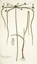 Cyperus viscosus - Nikolaus Joseph Freiherr von Jacquin — näkymä teoksesta