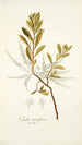 Cyrilla racemiflora - Nikolaus Joseph Freiherr von Jacquin — näkymä teoksesta