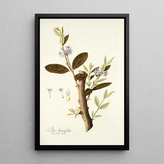 Nikolaus Joseph Freiherr von Jacquin - Dais laurifolia.webp