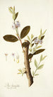 Dais laurifolia - Nikolaus Joseph Freiherr von Jacquin — näkymä teoksesta
