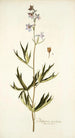 Delphinium urceolatum - Nikolaus Joseph Freiherr von Jacquin — näkymä teoksesta