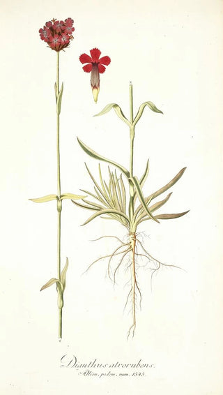 Nikolaus Joseph Freiherr von Jacquin - Dianthus atrorubens.webp