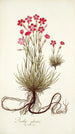 Dianthus sylvestris - Nikolaus Joseph Freiherr von Jacquin — näkymä teoksesta