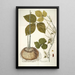 Dioscorea triphylla - Nikolaus Joseph Freiherr von Jacquin — kehystetty taideteos seinällä