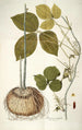 Dioscorea triphylla - Nikolaus Joseph Freiherr von Jacquin — näkymä teoksesta