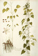 Dioscorea villosa - Nikolaus Joseph Freiherr von Jacquin — näkymä teoksesta