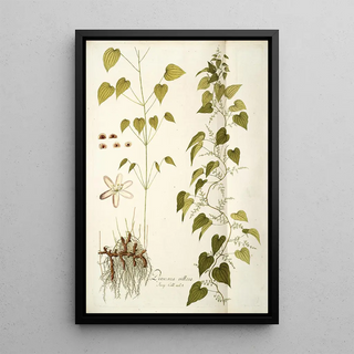 Nikolaus Joseph Freiherr von Jacquin - Dioscorea villosa.webp