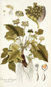 Dorstenia contrajerva - Nikolaus Joseph Freiherr von Jacquin — näkymä teoksesta