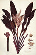 Dracaena terminalis - Nikolaus Joseph Freiherr von Jacquin — näkymä teoksesta