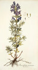 Dracocephalum austriacum - Nikolaus Joseph Freiherr von Jacquin — näkymä teoksesta