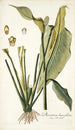 Dracontium lanceaefolium - Nikolaus Joseph Freiherr von Jacquin — näkymä teoksesta