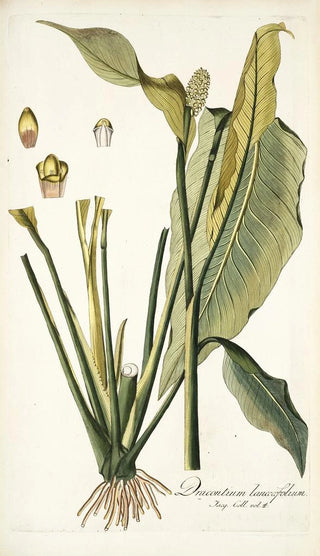 Nikolaus Joseph Freiherr von Jacquin - Dracontium lanceaefolium.webp
