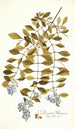 Duranta plumieri - Nikolaus Joseph Freiherr von Jacquin — näkymä teoksesta