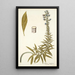 Echium candicans - Nikolaus Joseph Freiherr von Jacquin — kehystetty taideteos seinällä