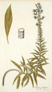 Echium candicans - Nikolaus Joseph Freiherr von Jacquin — näkymä teoksesta