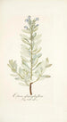 Echium glaucophyllum - Nikolaus Joseph Freiherr von Jacquin — näkymä teoksesta
