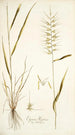 Elymus hystrix - Nikolaus Joseph Freiherr von Jacquin — näkymä teoksesta