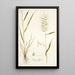 Elymus hystrix - Nikolaus Joseph Freiherr von Jacquin — kehystetty taideteos seinällä